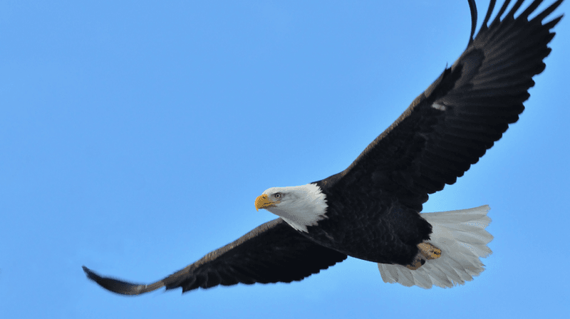 Bald Eagle