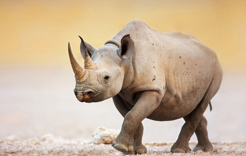 Rhinos
