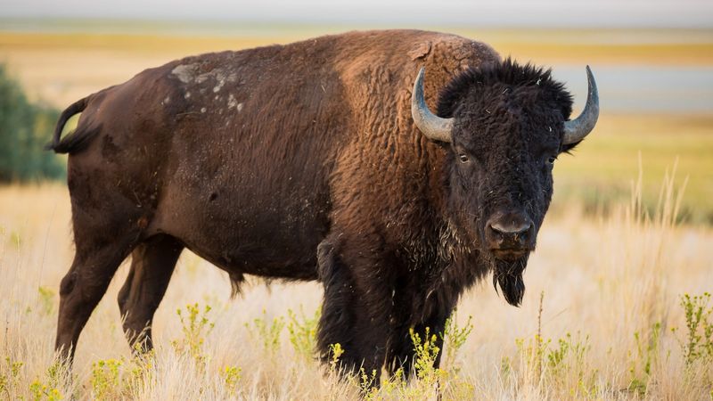 Zoos And Private Ranches Stepped In
