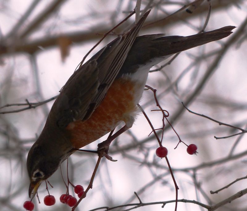 Mid-Fall: Preparing For Winter