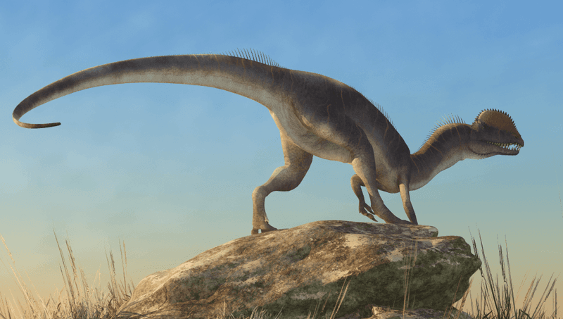 Fast-Moving Feet For Pursuing Prey