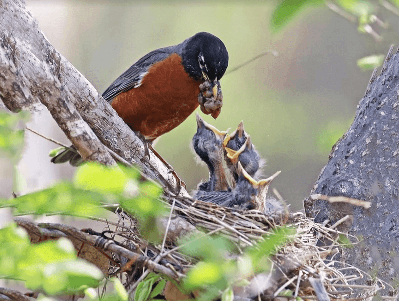 Spring Migration: Opportunistic Feeding