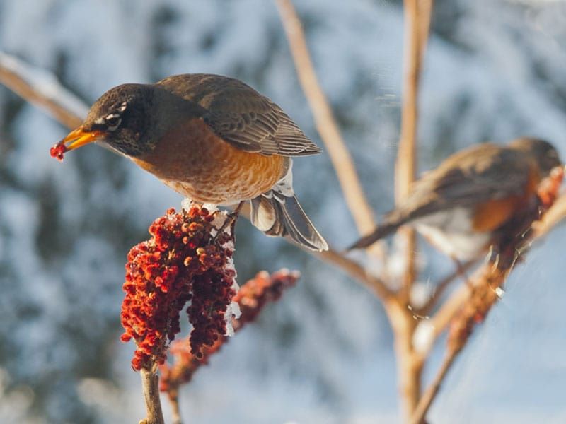 Mid-Winter: Limited Food Sources