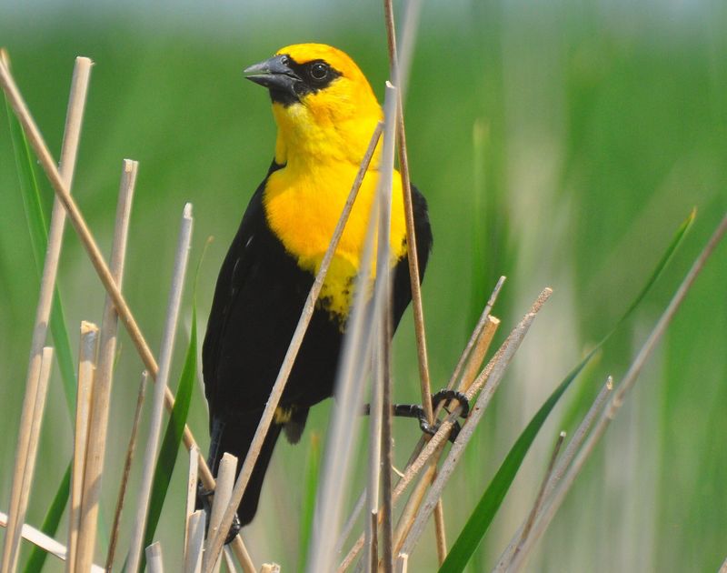 Yellow-headed Blackbird