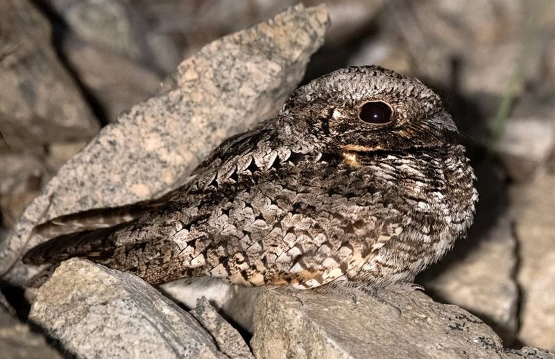 Common Poorwill (Phalaenoptilus nuttallii)