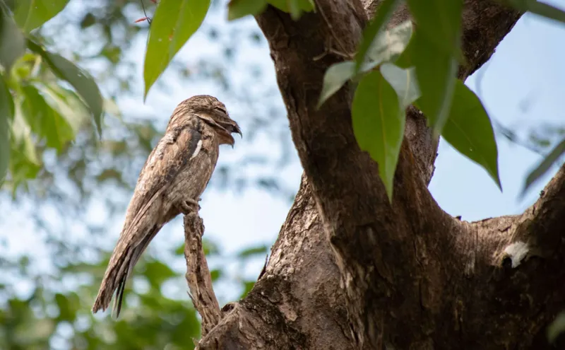 Potoos: Motionless Camouflage Artists