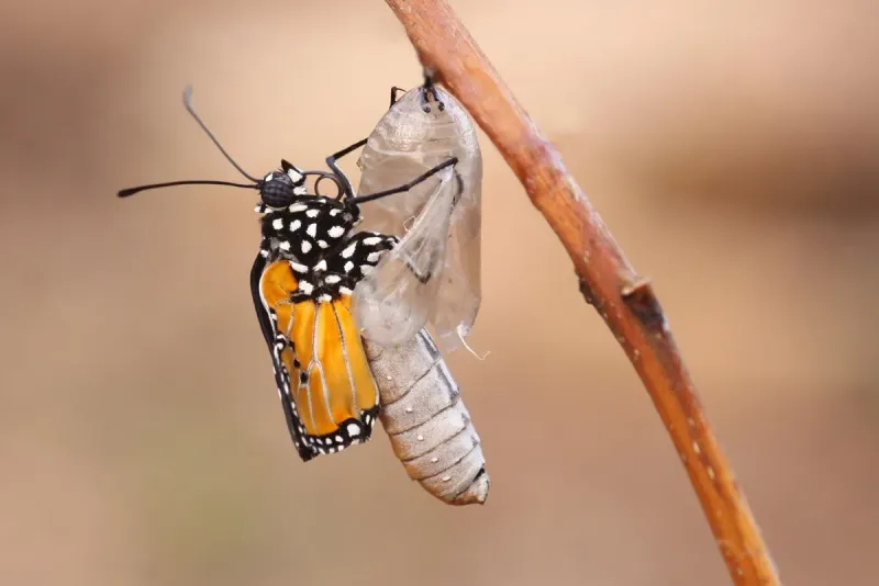 Wing Inflation: Pumping Up For Flight