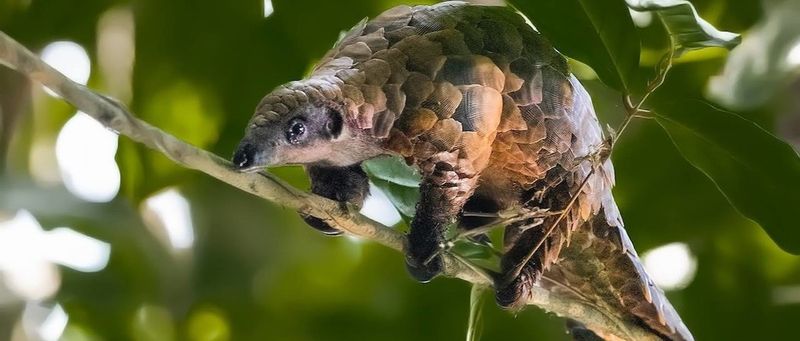 Myths Driving Pangolins Toward Extinction