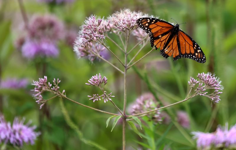 Conservation Efforts