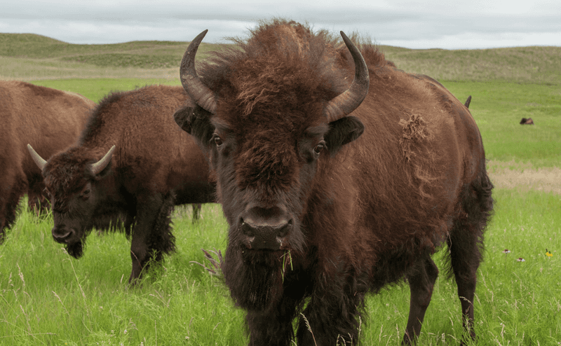 Indigenous Cultural Significance