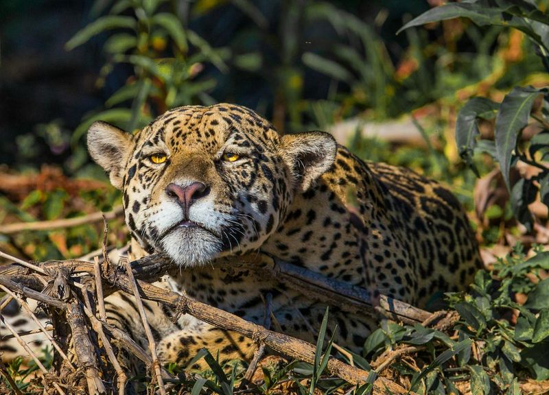 Jaguars Evolved In The Americas