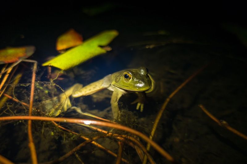 Challenges Beyond Bullfrogs