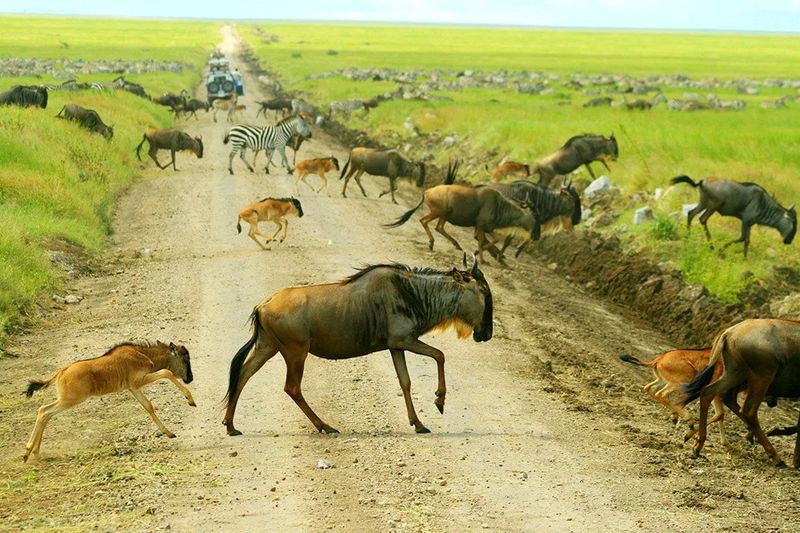 Migration Pattern Influencers