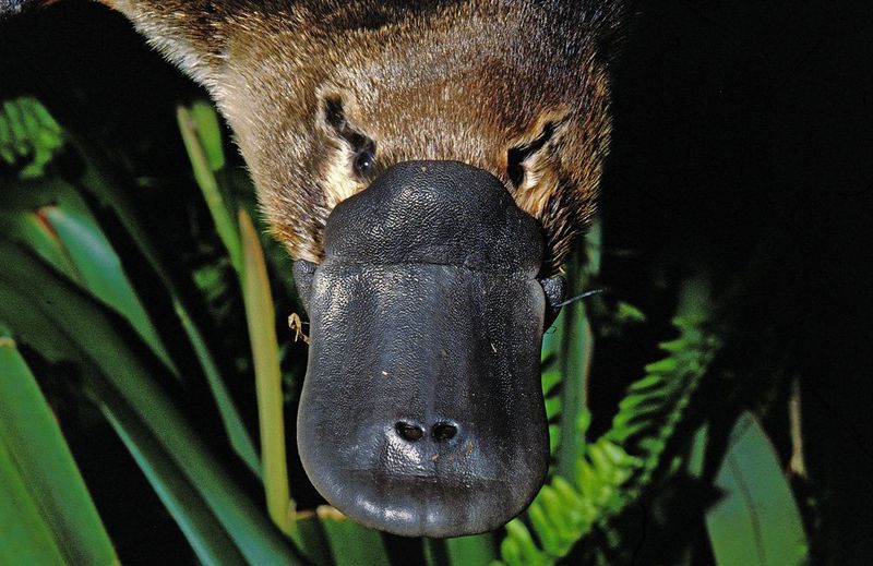 Platypus Bill