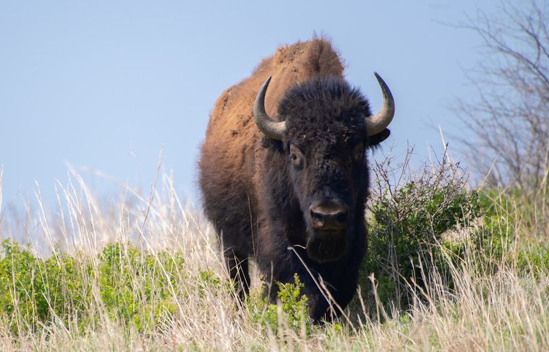 A Modern Conservation Success