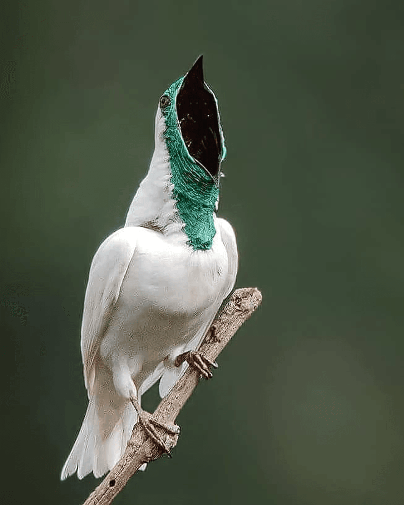 Mysterious Migration Patterns Complicate Conservation
