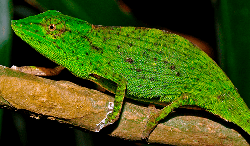 International Conservation Attention