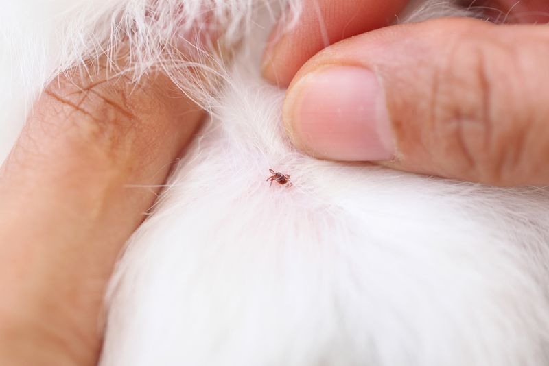 Post-Outdoor Tick Check Routine