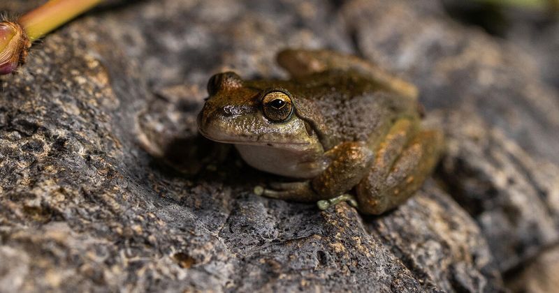 The Broader Impact Of Hybridization On Global Conservation