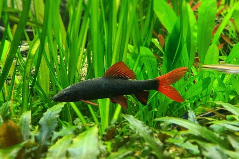 Can Live 6 To 8 Years In Captivity