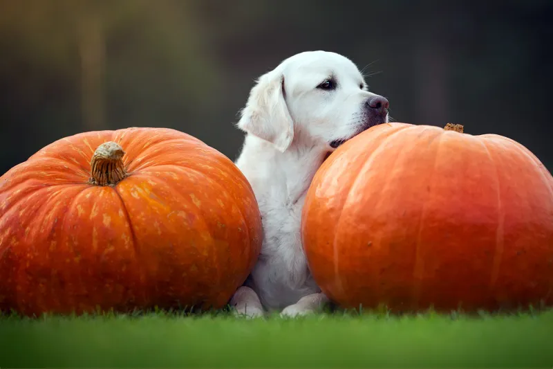 Pumpkin Digestive Helper