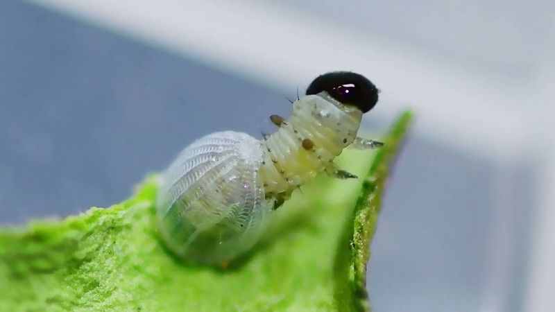 Hatching: Breaking Free