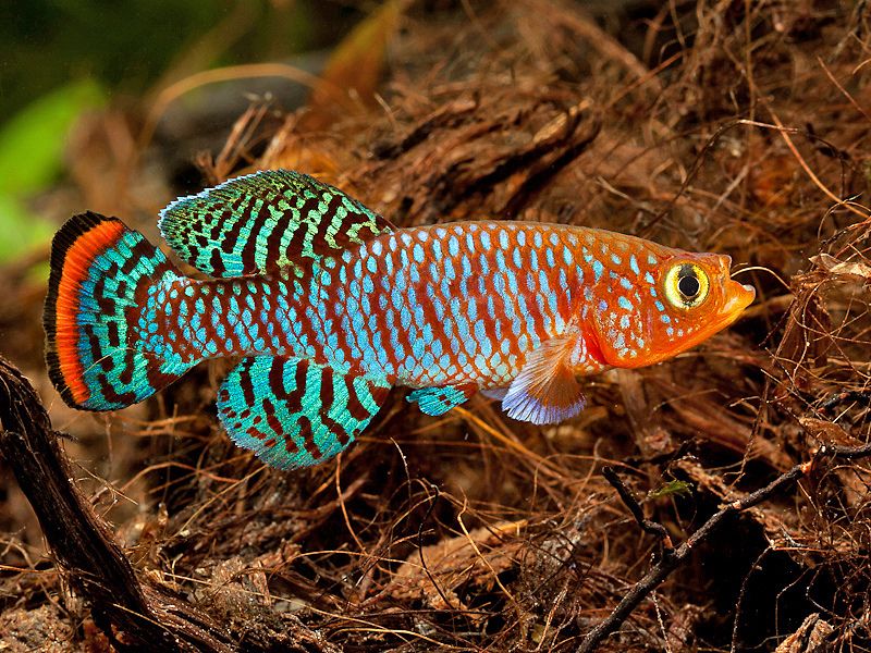 Males Have Red, Yellow, And Blue Fins
