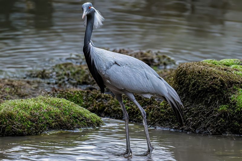 Distinctive Black Neck Plumage