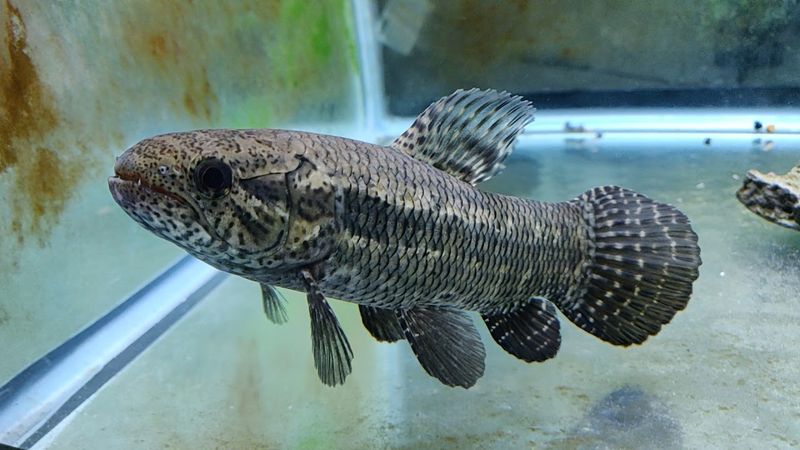 Wolf Fish