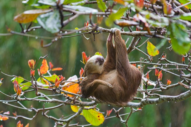 Sloth