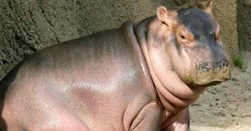 Hippo's Natural Sunscreen