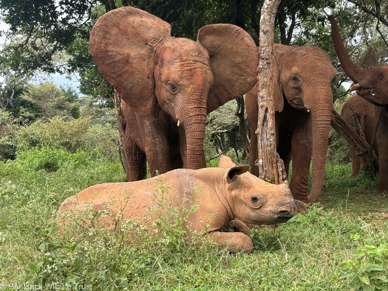 Elephant Embraces Baby Rhino