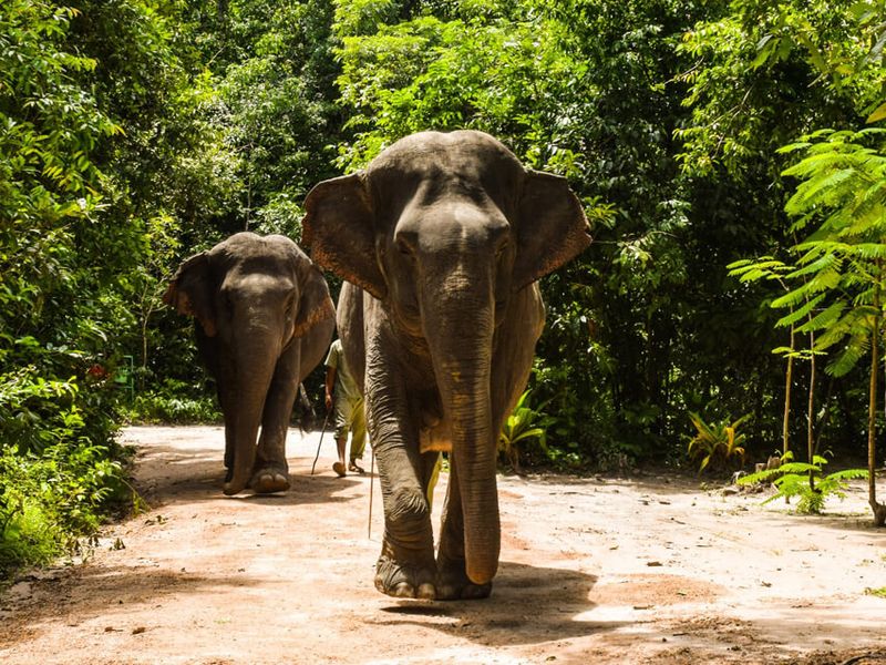 Kulen Elephant Forest In Cambodia