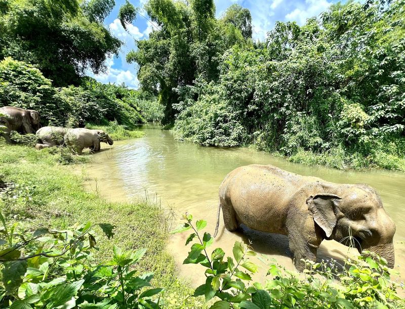 Boon Lott's Elephant Sanctuary In Sukhothai, Thailand