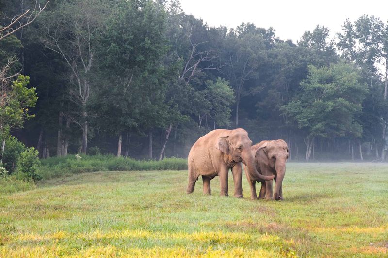 The Elephant Sanctuary In Tennessee, USA