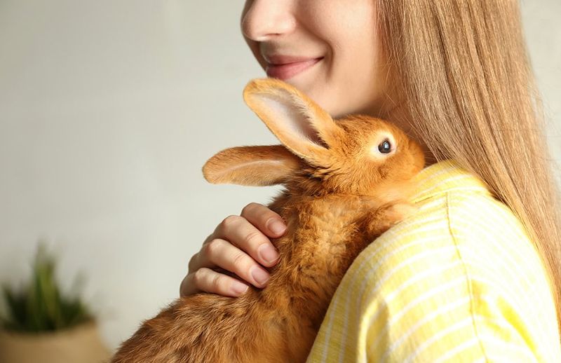 Rabbits