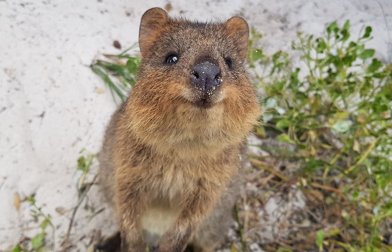 Quokkas: The Smiling Marsupials