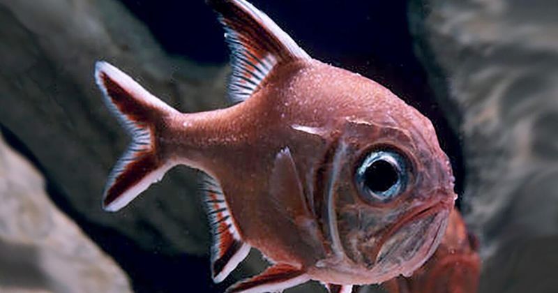 Orange Roughy: Deep-Sea Methuselahs