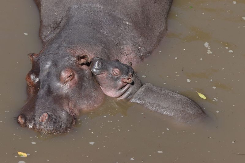 Hippos
