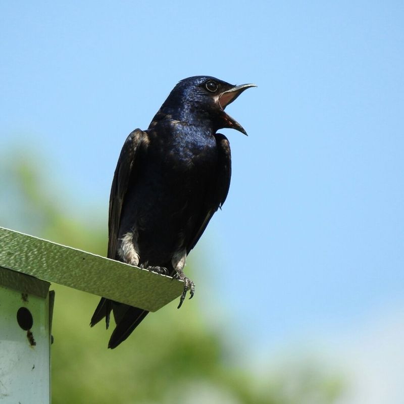 Provide Nesting Material