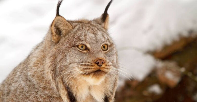 Elusive Canada Lynx Spotted In Vermont For The First Time In Years