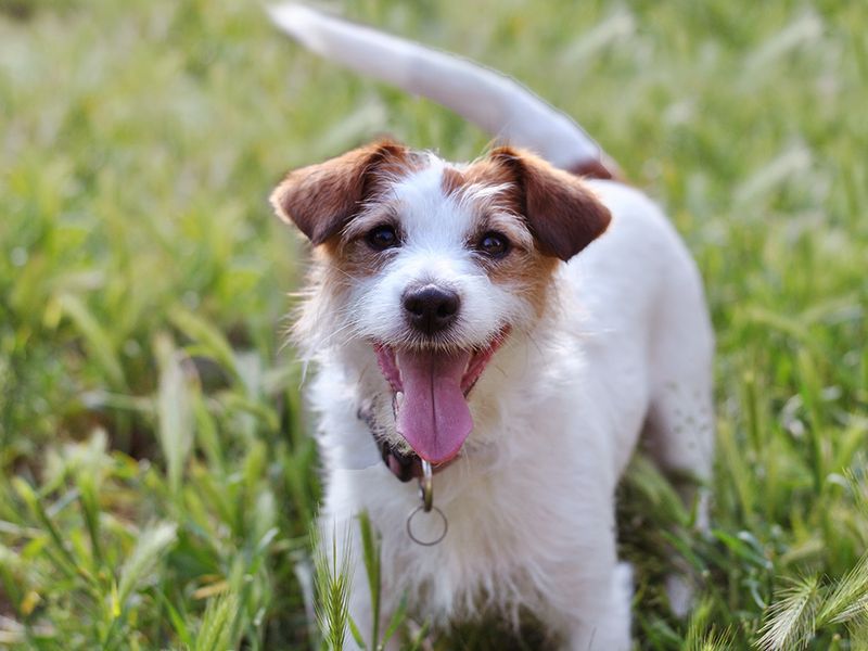 Pet Protection From Toxic Amphibians