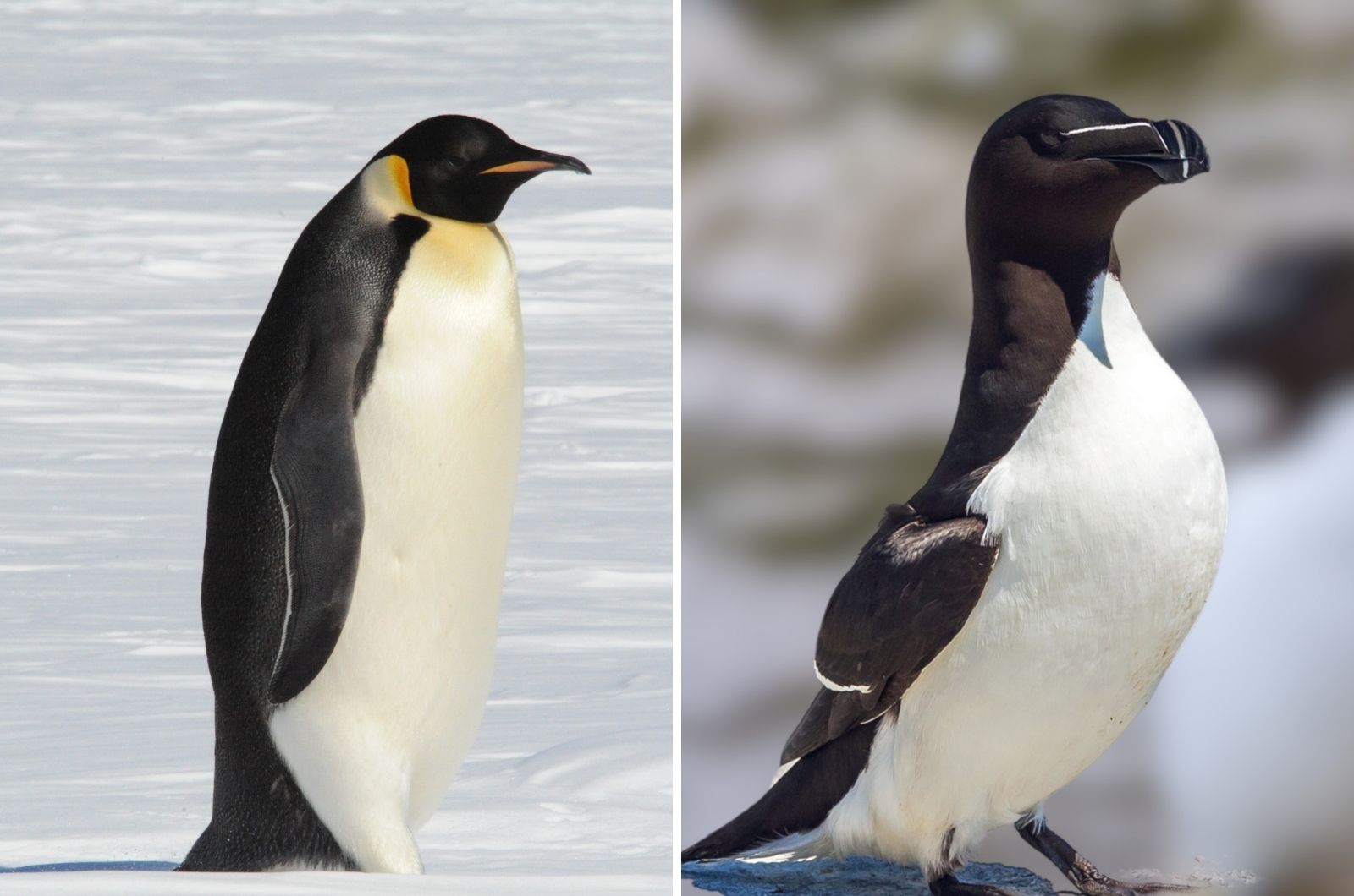 Emperor Penguins And Great Auks
