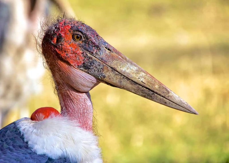 Marabou Stork – The Undertaker Bird