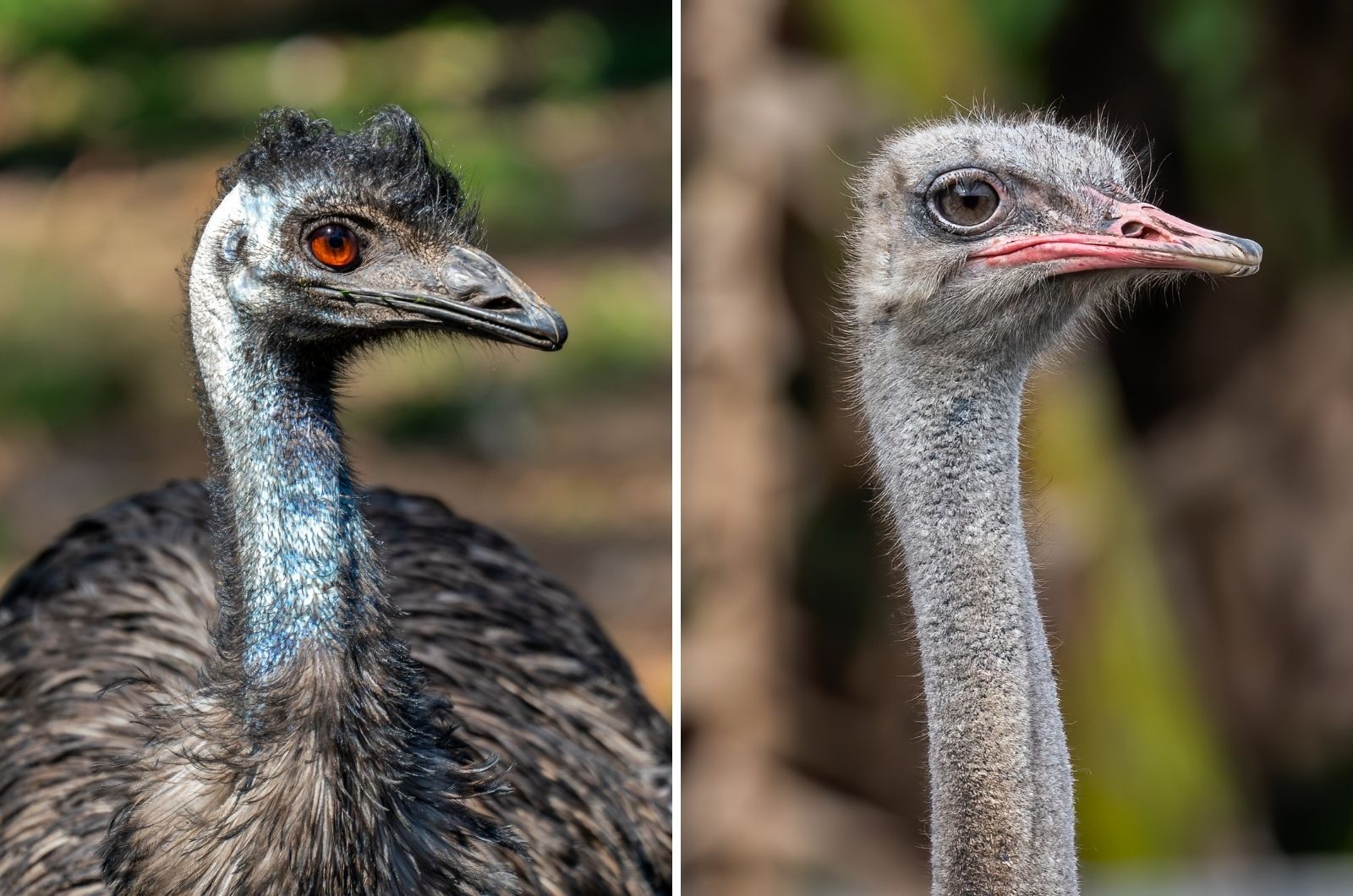 Emu And Ostrich