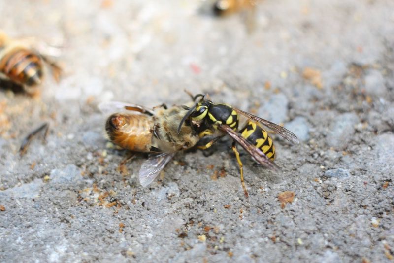 Attracts Predators And Pests