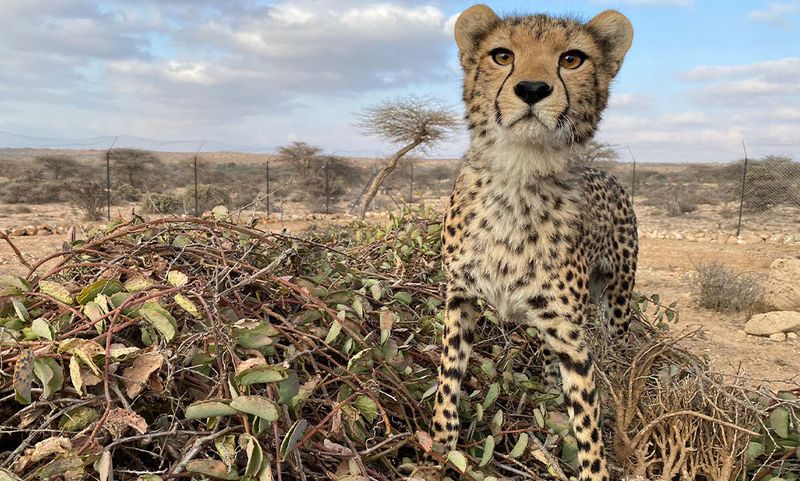 Unsustainable Trophy Hunting