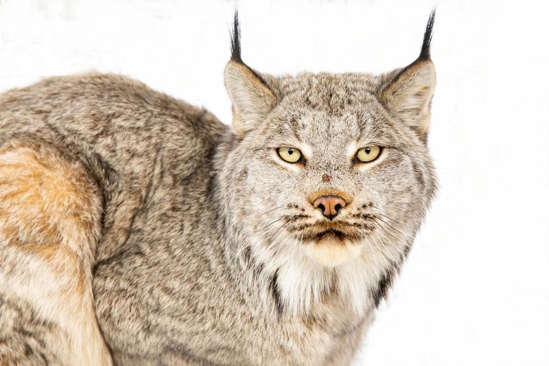 Telltale Features Separate Lynx From Bobcats