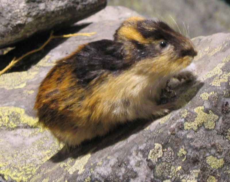 Distinctive Black-Yellow Fur
