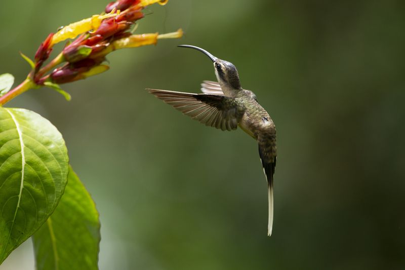 Aerial Mastery